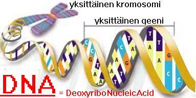 Kadonneet